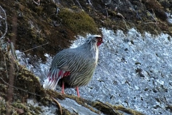 Himalayan Pheasants Trek.